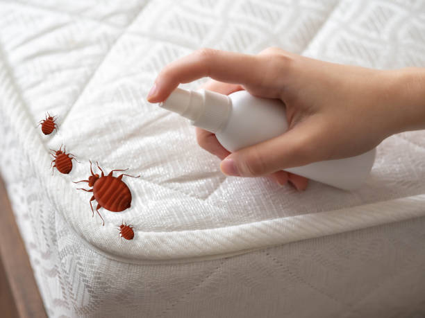 Best Affordable Pest Control Services  in Vernon Hls, IL