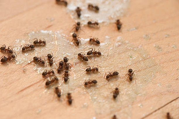Best Pest Control Near Me  in Vernon Hls, IL
