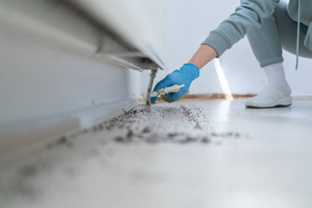 Best Rat Extermination Near Me  in Vernon Hls, IL
